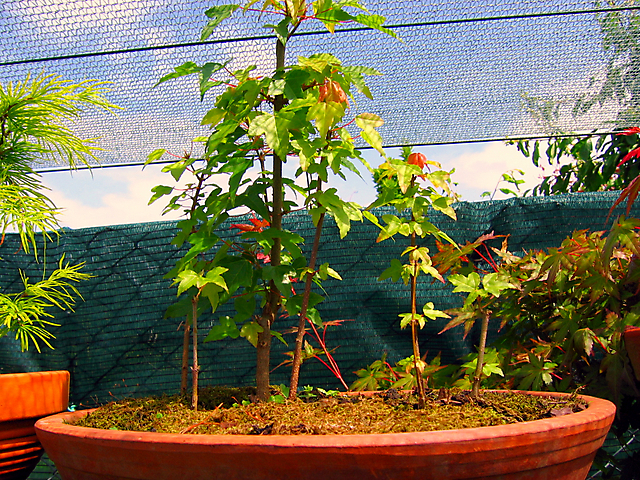 Floresta de Acer Tridente- Inicio da disposição das arvores.