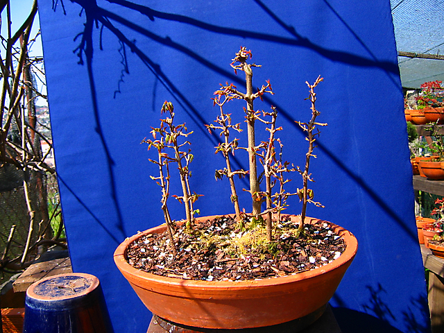 Floresta de Acer Tridente- Juntei mais 2 arvores, muda e corte de raizes