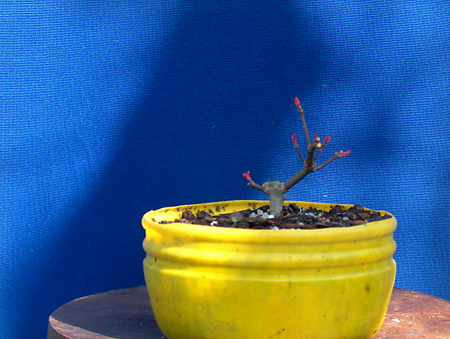 Acer Palmatum Deshojo shohin- Colocar em terra o encherto, poda leve