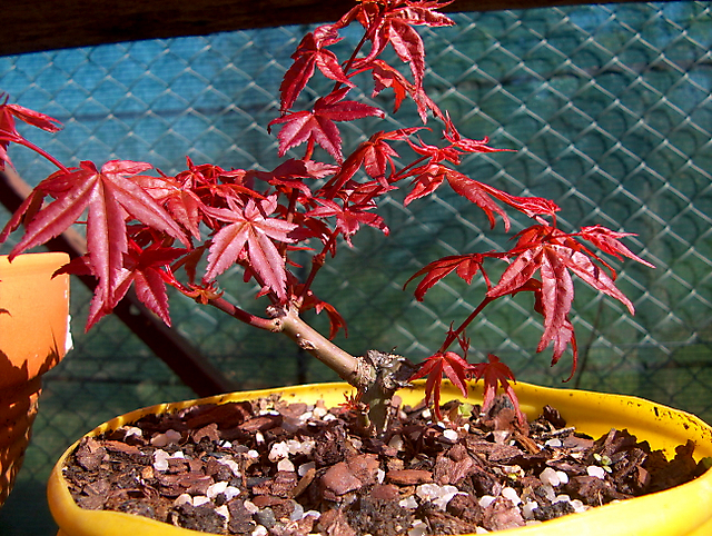 Acer Palmatum Deshojo shohin- Só rega e adubo sem tocar nas raizes