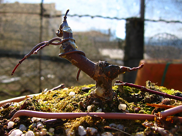 Acer Palmatum Deshojo shohin- Muda de vaso e poda de estrutura e arrames