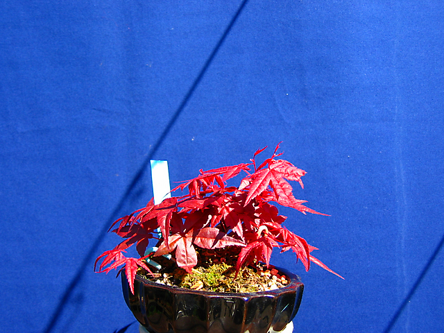 Acer Palmatum Deshojo shohin- Metsumi durante toda a época.