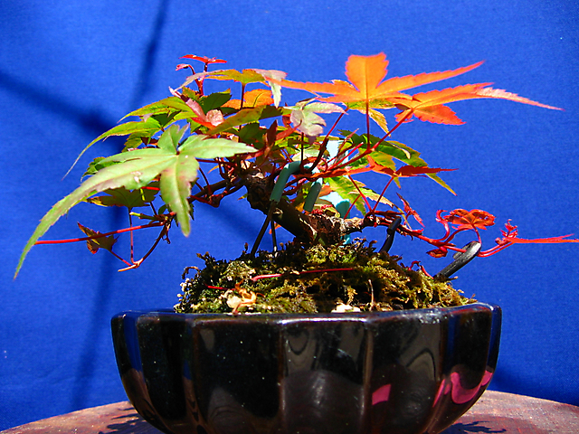 Acer Palmatum Deshojo shohin- Controlo dos ramos com espetos