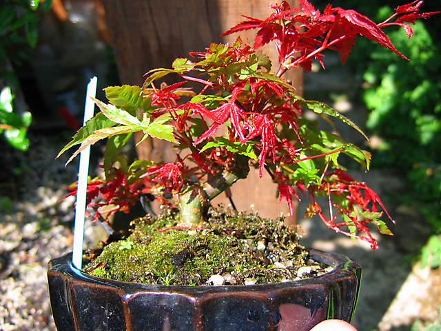 Acer Palmatum Deshojo shohin- Continuação de metsumi e colocação de ganchos