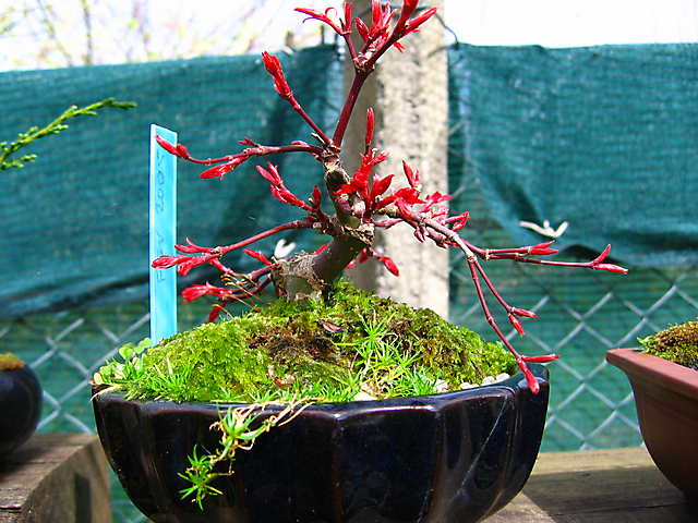 Acer Palmatum Deshojo shohin- Arranque de primavera, vai haver tesourada.