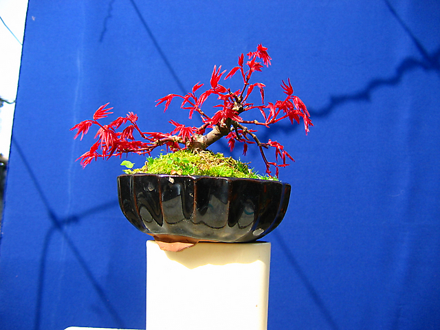 Acer Palmatum Deshojo shohin- Foto antes do metsumi