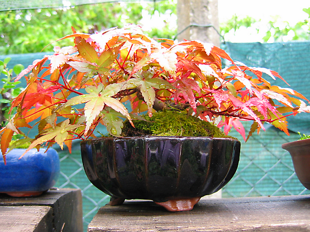 Acer Palmatum Deshojo shohin- Foto em pleno verão 