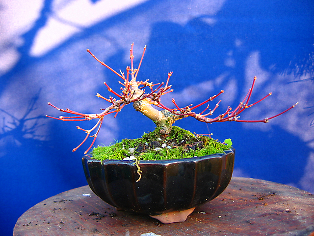 Acer Palmatum Deshojo shohin- Poda de inverno