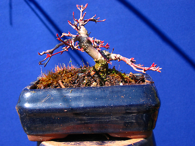 Acer Palmatum Deshojo shohin- Depois da poda de inverno e muda de vaso