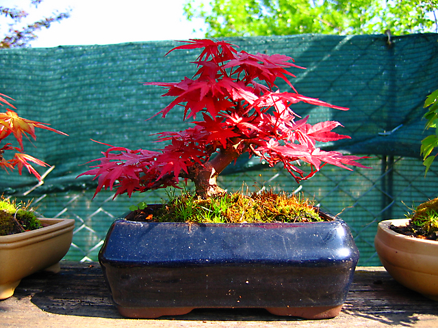 Acer Palmatum Deshojo shohin- Arvore já muito bem formada e com as cores de primavera