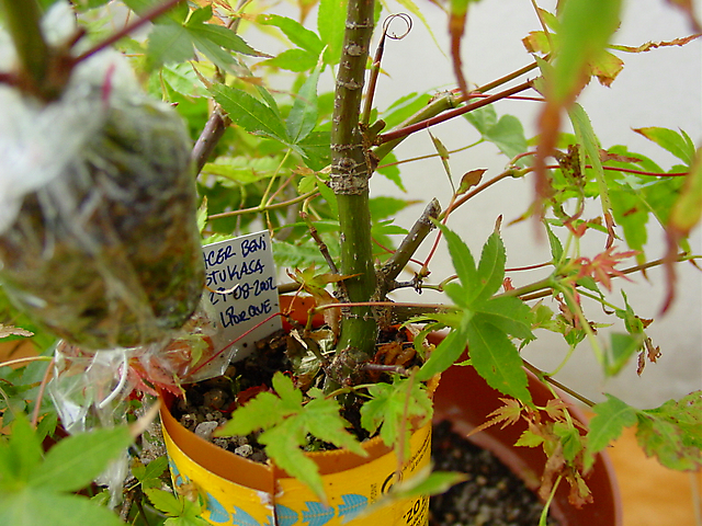 Acer Palmatum Beni Stukasa - shohin - Criação do alporque em arvore mãe