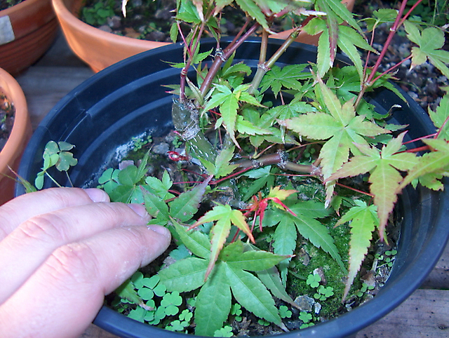 Acer Palmatum Beni Stukasa - shohin - Remoção do alporque da arvore mãe