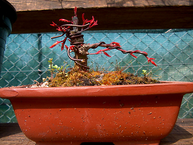 Acer Palmatum Beni Stukasa - shohin - Colocação de arames e poda geral