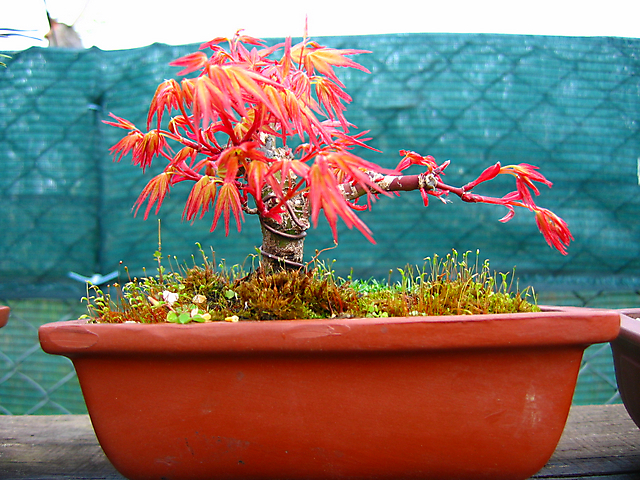 Acer Palmatum Beni Stukasa - shohin - Arranque de primavera e inicio de metsumi