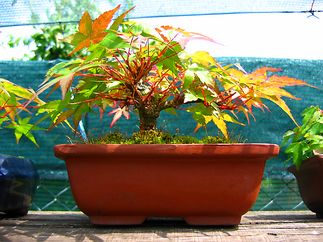 Acer Palmatum Beni Stukasa - shohin - A estrutura e espessura do tronco a aumentar