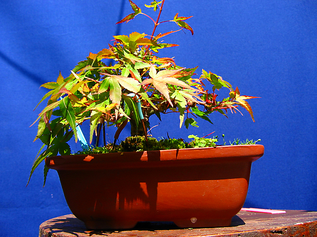 Acer Palmatum Beni Stukasa - shohin - Colocação de ganchos nos ramos