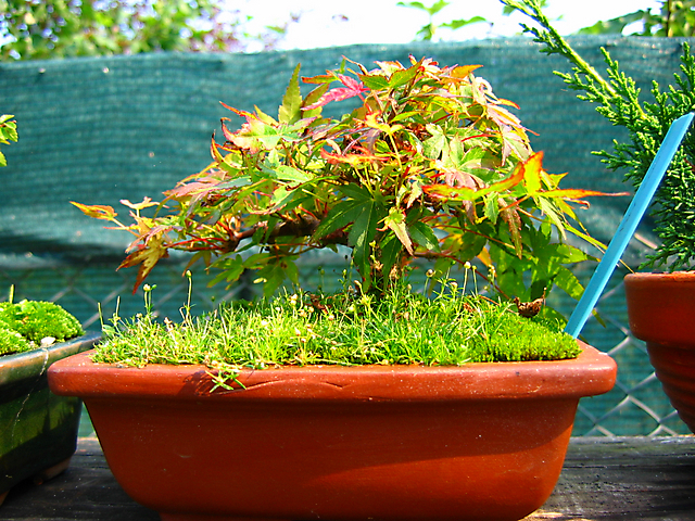 Acer Palmatum Beni Stukasa - shohin - remoção de arames e ganchos