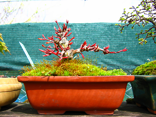 Acer Palmatum Beni Stukasa - shohin - Arranque de primavera e analise da estrutura