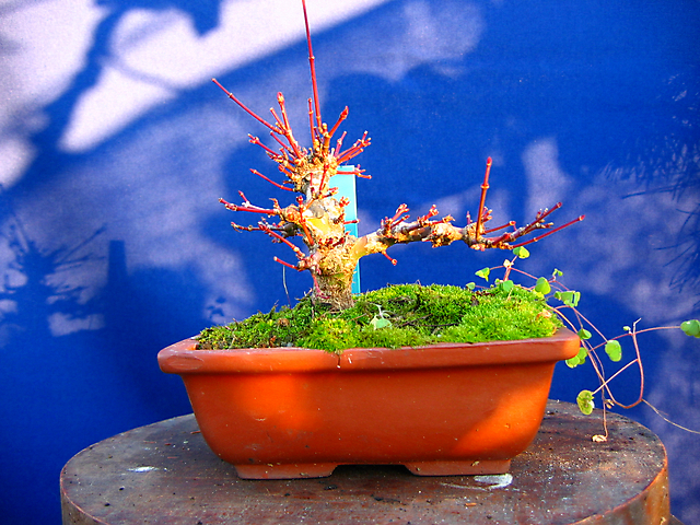 Acer Palmatum Beni Stukasa - shohin - Analise dos ramos de o desenvolvimento da época