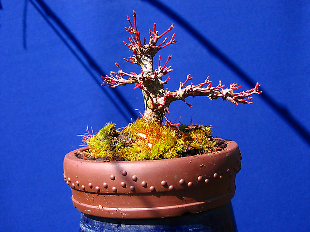 Acer Palmatum Beni Stukasa - shohin - Poda e estrutura depois da poda de Inverno