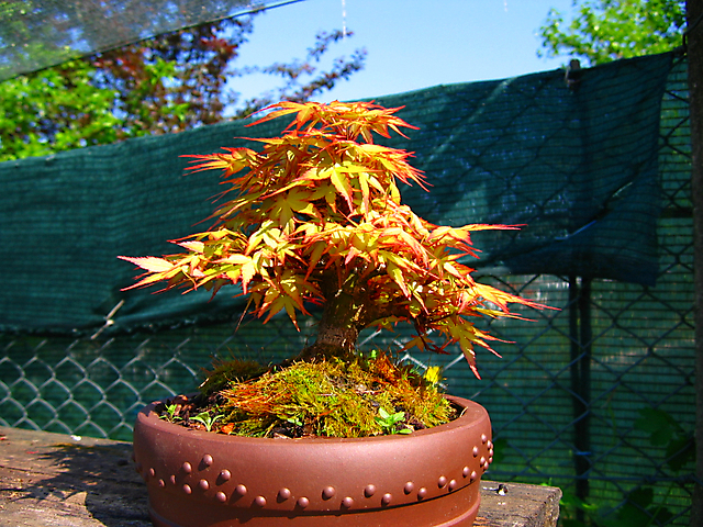 Acer Palmatum Beni Stukasa - shohin - Um Beni stukasa em plena força