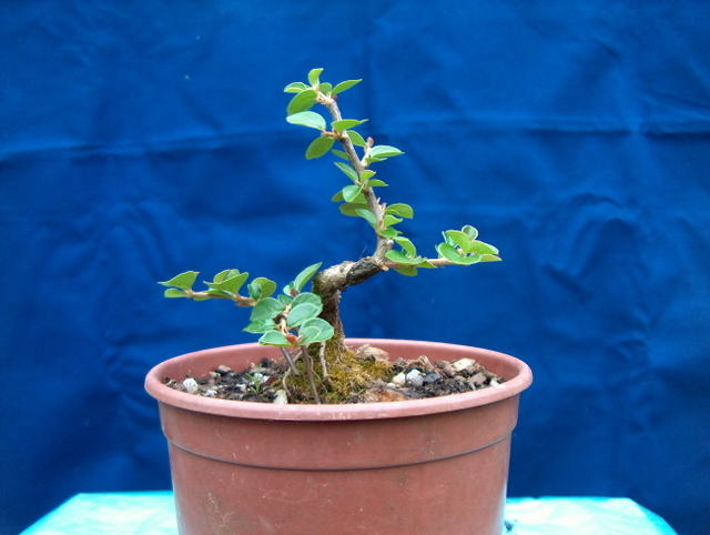 Cotoneaster Bankan em mini-bonsai - Já esta a ganhar forma