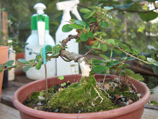 Cotoneaster Bankan em mini-bonsai - Colocação de arames e pequena poda