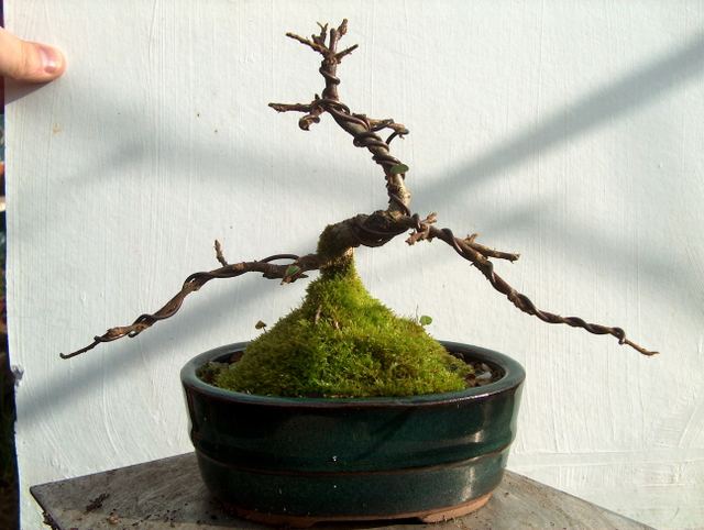 Cotoneaster Bankan em mini-bonsai - Foto em pleno Inverno sem folhas