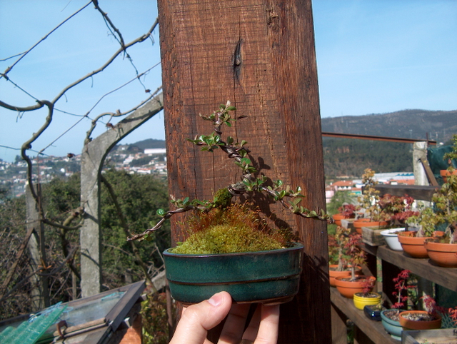 Cotoneaster Bankan em mini-bonsai - Arranque de Primavera tardio