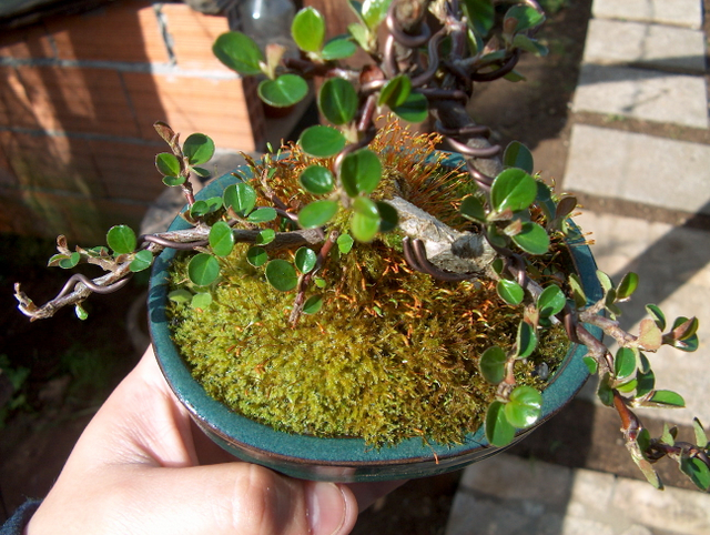 Cotoneaster Bankan em mini-bonsai - Outra foto para ver a disposição dos ramos