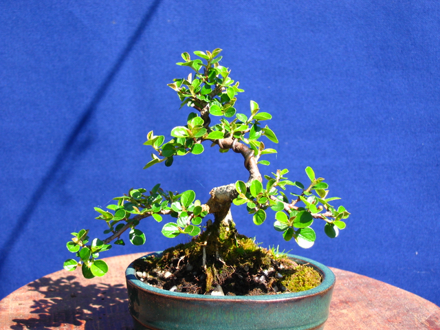 Cotoneaster Bankan em mini-bonsai - Depois de arrancar lentamente, explodiu