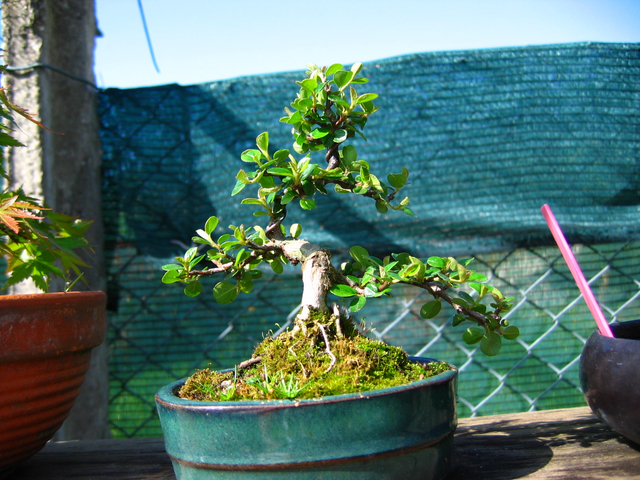 Cotoneaster Bankan em mini-bonsai - Deixar aumentar os tufos de folhas