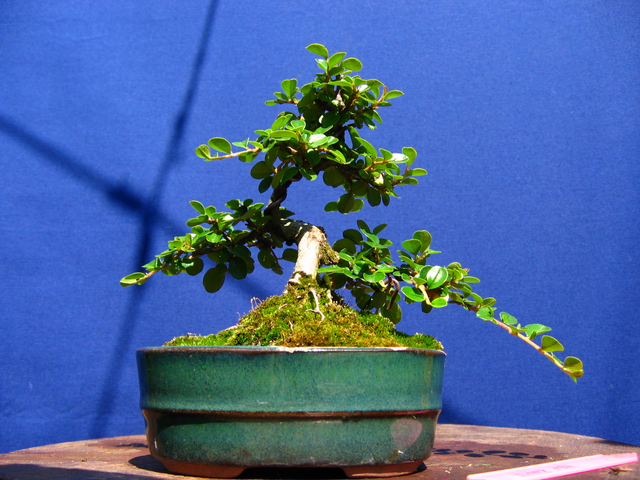 Cotoneaster Bankan em mini-bonsai - Continuação do aumento dos tufos