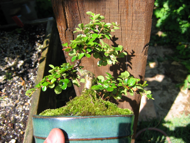 Cotoneaster Bankan em mini-bonsai - Depois de uma poda dos ramos, remoção de arrames