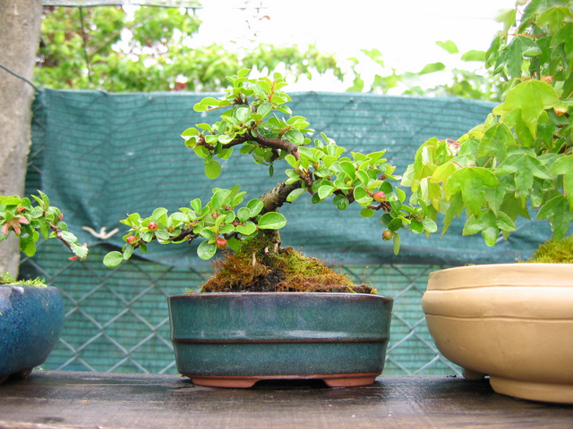 Cotoneaster Bankan em mini-bonsai - Remoção de todos os arames, olha pra fruta