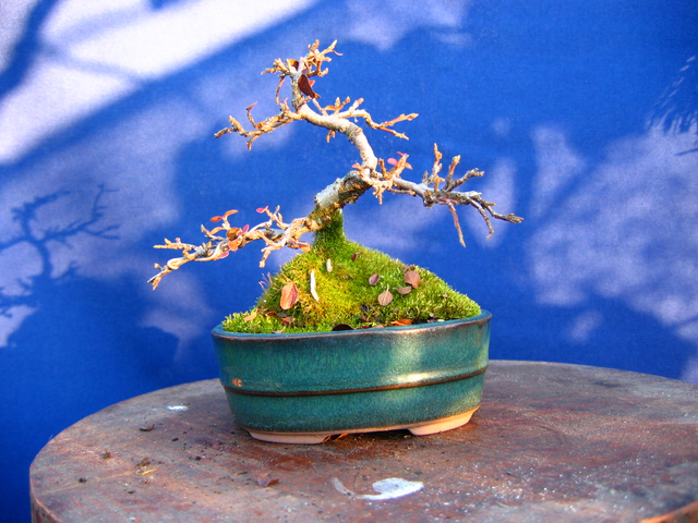 Cotoneaster Bankan em mini-bonsai - Ramificação na epoca de Inverno