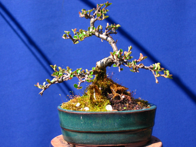 Cotoneaster Bankan em mini-bonsai - Ligeira poda de Inverno