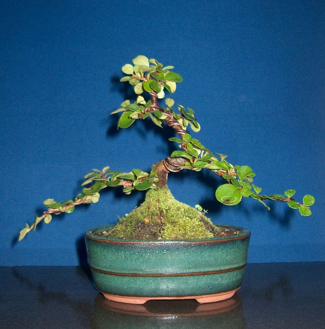 Cotoneaster Bankan em mini-bonsai - Foto da exposição de 2003 do Bonsai Club de Braga