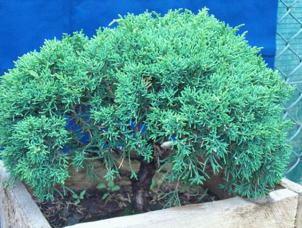 foto geral do Juniperus Sargentii - San José, media ''gold'' Squamata ''blu star''