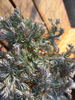 foto folha ou do tronco do Juniperus Sargentii - San José, media ''gold'' Squamata ''blu star''