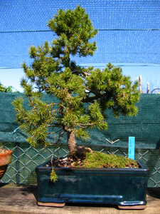 foto geral do Epicea - Excelsa, Abies nidiformis, Glauca, Glenhi, abies