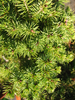foto folha ou do tronco do Epicea - Excelsa, Abies nidiformis, Glauca, Glenhi, abies