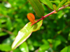 foto folha ou do tronco do Romãzeira - granatum nana