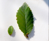 foto folha ou do tronco do Ulmus Chinês - Ulmus parvifolia