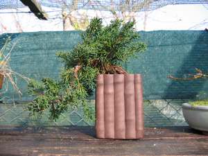 foto geral do Juniperus Chinensis - aurea, kaizuba, japonica, pyramidalis.