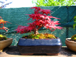 foto geral do Acer Palmatum - Deshojo, dissectum, dissectum garret,beni tsukasa, kiyohime.