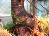 foto fruto ou do tronco do Epicea - Excelsa, Abies nidiformis, Glauca, Glenhi, abies