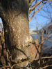 foto tronco ou da folha do Romãzeira - granatum nana