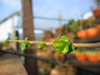 foto fruto ou do tronco do Ulmus Chinês - Ulmus parvifolia