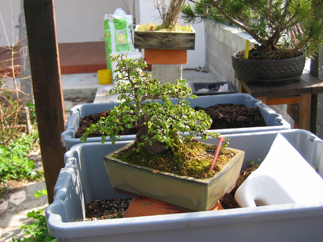 Ulmus parvifolia agarado a pedra para a muda de vaso